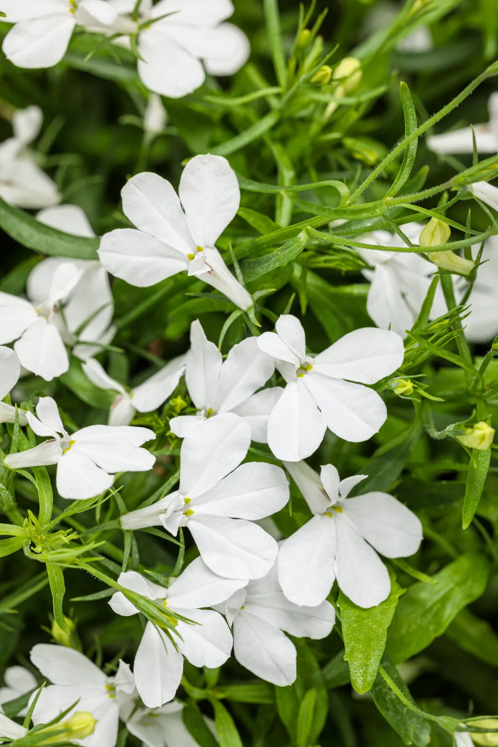 Lobelia Riviera (Upright)